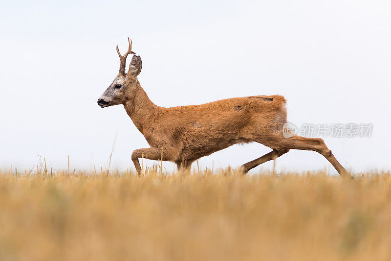 鹿(学名:Capreolus Capreolus)